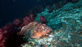Birmanie - Mergui - 2018 - DSC02745 - Tasseled scorpionfish - Poisson scorpion a houpe - Scorpaenopsis oxycephala